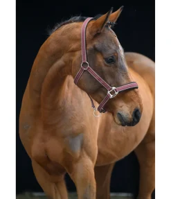 Sale Licol Swiss Design II Licols Synthétiques