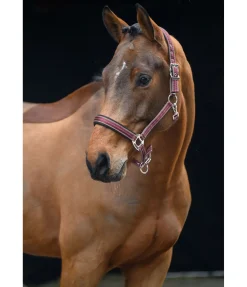 Sale Licol Swiss Design II Licols Synthétiques