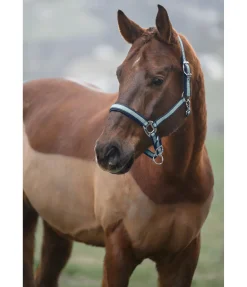 Sale Licol Swiss Design II Licols Synthétiques