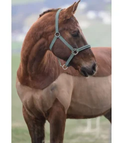 Hot Licol Twinkle Licols Synthétiques