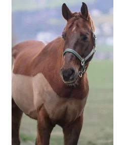 Hot Licol Twinkle Licols Synthétiques