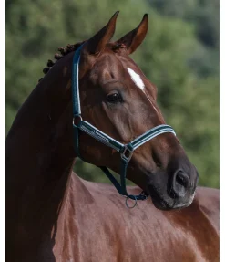 Online Licol Twotone Licols Synthétiques|Licols Pour Poneys & Poulains