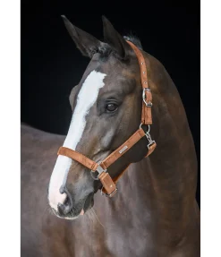 Sale Licol Velvet Licols Synthétiques