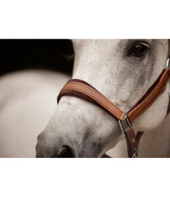 Best Licol Velvet Twinkle Licols Pour Poneys & Poulains|Licols Synthétiques