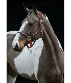 Online Licol anatomique Sophistication Licols En Cuir|Licols Synthétiques