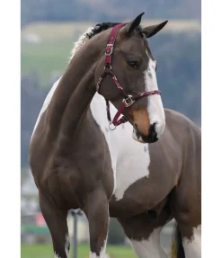 Online Licol anatomique Sophistication Licols En Cuir|Licols Synthétiques