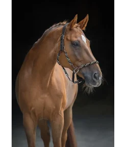 Online Licol anatomique Sophistication Licols En Cuir|Licols Synthétiques