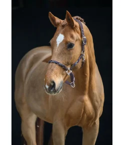 Online Licol anatomique Sophistication Licols En Cuir|Licols Synthétiques