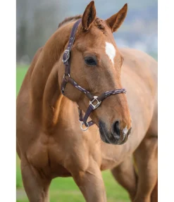 Online Licol anatomique Sophistication Licols En Cuir|Licols Synthétiques