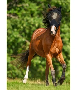 Sale Licol avec masque anti-mouches intégré All-In-One Masques & Émouchettes|Licols Synthétiques