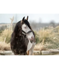 Hot Licol cuir Napi Licols En Cuir