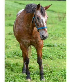 Licol de sécurité Safety Licols Pour Poneys & Poulains|Licols De Sécurité