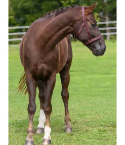 Hot Licol de sécurité Safety Licols Pour Poneys & Poulains|Licols De Sécurité