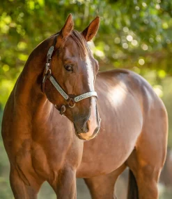 Outlet Licol de show Licols Synthétiques|Licols En Cuir