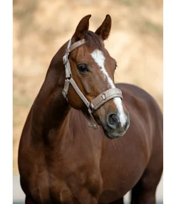 Clearance Licol de travail Licols D'Entraînement