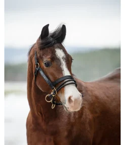 Hot Licol Dually Licols Pour Poneys & Poulains|Licols D'Entraînement