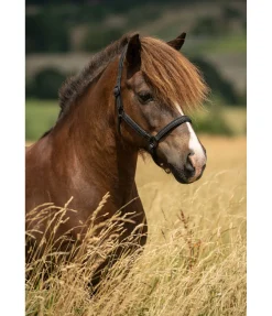 Hot Licol en cuir Blika Licols En Cuir