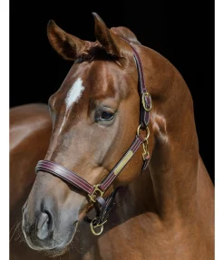 Best Licol en cuir Graveur Licols En Cuir