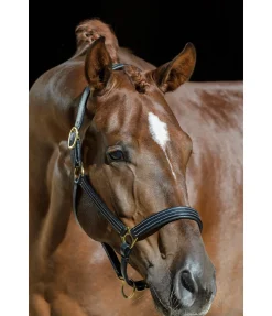 Discount Licol en cuir Graveur Licols En Cuir