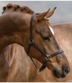 Outlet Licol en cuir Siri Licols Pour Poneys & Poulains|Licols En Cuir