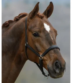 Outlet Licol en cuir Siri Licols Pour Poneys & Poulains|Licols En Cuir