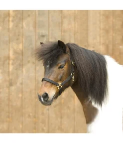Online Licol en nylon à prix cassé Licols Pour Poneys & Poulains|Licols Synthétiques