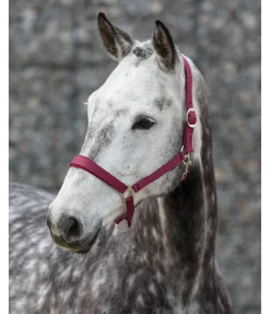 Online Licol en nylon à prix cassé II Licols Pour Poneys & Poulains|Licols Synthétiques