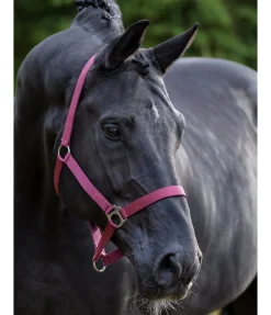 Clearance Licol en nylon à prix cassé Licols Pour Poneys & Poulains|Licols Synthétiques