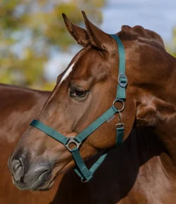 Sale Licol en nylon à prix cassé Licols Pour Poneys & Poulains|Licols Synthétiques