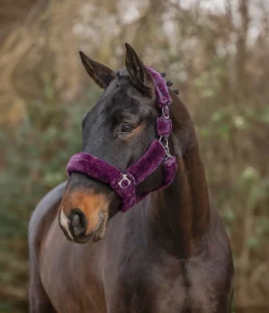 Outlet Licol en polaire Teddy Protection Fourrure D'Agneau|Licols Pour Poneys & Poulains