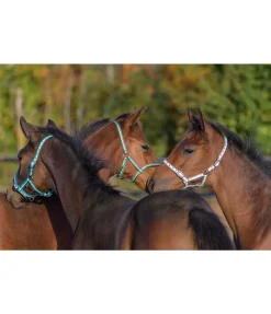 Hot Licol poulain Darling Licols Pour Poneys & Poulains|Licols Synthétiques