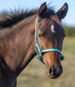 Hot Licol poulain Darling Licols Pour Poneys & Poulains|Licols Synthétiques