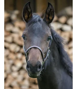 Licol poulain en cuir Classic Licols Pour Poneys & Poulains|Licols En Cuir