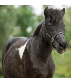 Sale Licol poulain en cuir Classic Licols Pour Poneys & Poulains|Licols En Cuir