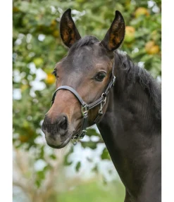 Sale Licol poulain en cuir Classic Licols Pour Poneys & Poulains|Licols En Cuir