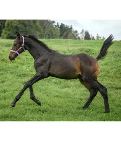 Discount Licol poulain et shetland Blaire Licols Pour Poneys & Poulains|Licols Synthétiques