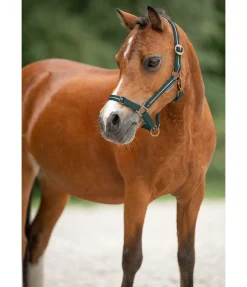 Licol poulain et shetland Shimmering Licols Pour Poneys & Poulains|Licols Synthétiques