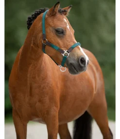 Outlet Licol poulain et shetland Katy Licols Synthétiques|Licols En Cuir