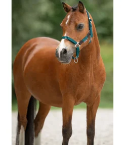 Outlet Licol poulain et shetland Katy Licols Synthétiques|Licols En Cuir