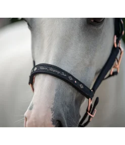 Licol poulain et shetland Future Star Licols Pour Poneys & Poulains|Licols Synthétiques