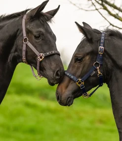 Licol poulain et shetland Future Star Licols Pour Poneys & Poulains|Licols Synthétiques