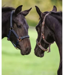 Licol poulain et shetland Future Star Licols Pour Poneys & Poulains|Licols Synthétiques