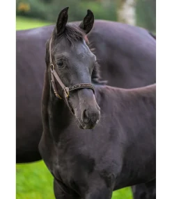 Discount Licol poulain et shetland Future Star Licols Pour Poneys & Poulains|Licols Synthétiques