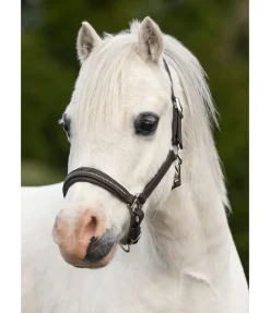 Licol poulain et shetland en cuir orné de strass Selina Licols Pour Poneys & Poulains|Licols En Cuir