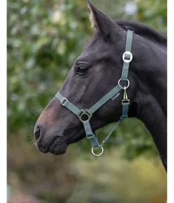 Licol poulain et shetland Grow With You Licols Pour Poneys & Poulains