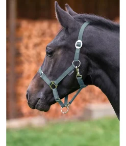 Licol poulain et shetland Grow With You Licols Pour Poneys & Poulains