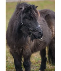 Hot Licol poulain et shetland en cuir Siri Licols Synthétiques|Licols Pour Poneys & Poulains