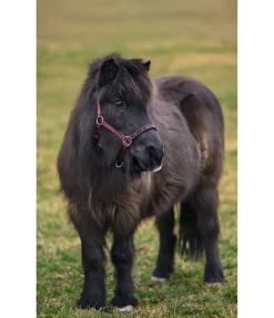 Best Licol poulain et shetland Future Star Licols Pour Poneys & Poulains|Licols Synthétiques