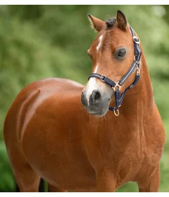 New Licol poulain et shetland Shimmering Licols Pour Poneys & Poulains|Licols Synthétiques