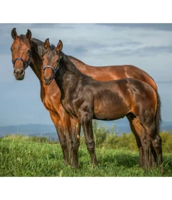 Online Licol poulain et shetland Blaire Licols Pour Poneys & Poulains|Licols Synthétiques